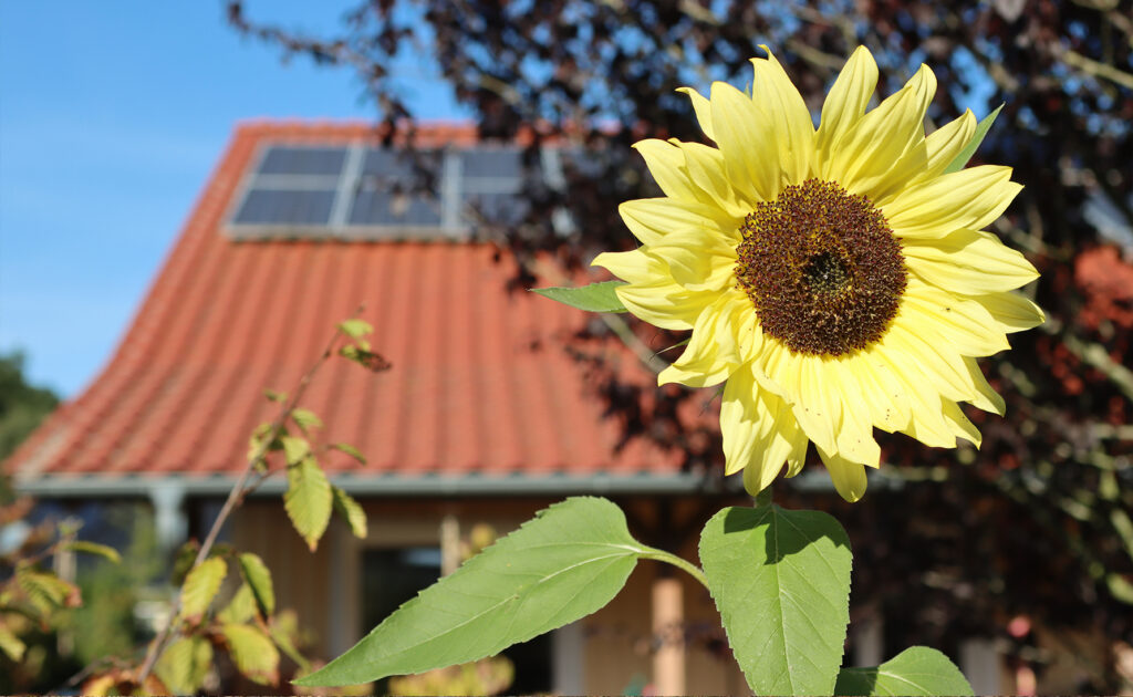 Nahaufnahme einer blühenden Sonnenblume auf der rechten Seite. Im unscharfen Hintergrund ist ein Hausdach mit roten Dachpfannen und einer installierten Photovoltaikanlage vor blauem Himmel zu erkennen.
