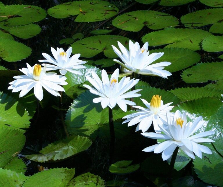 water lilies white water plants 58603