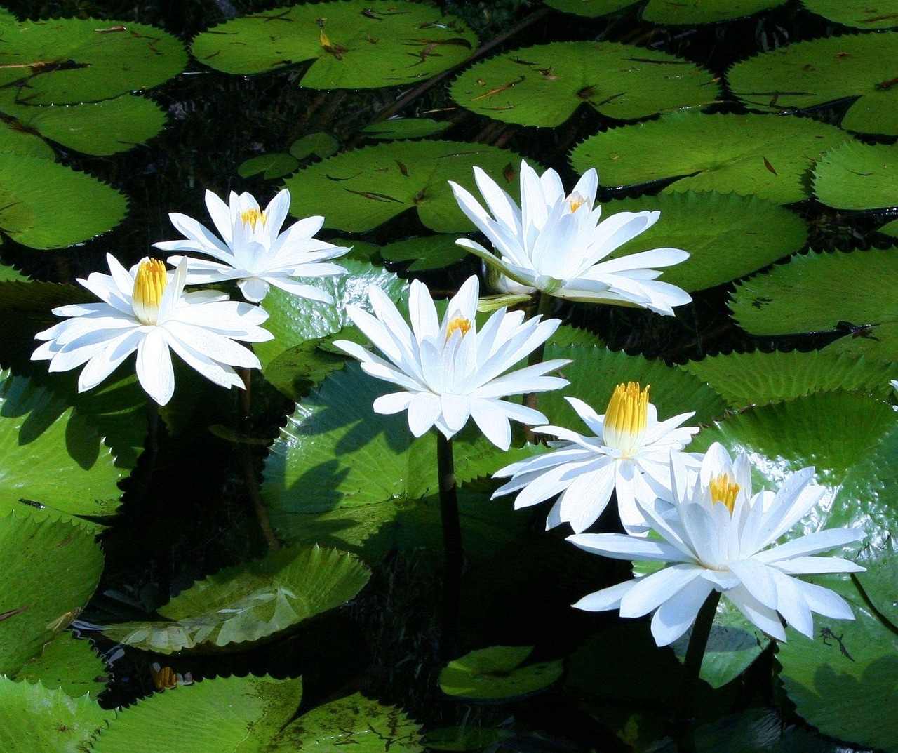 water lilies white water plants 58603
